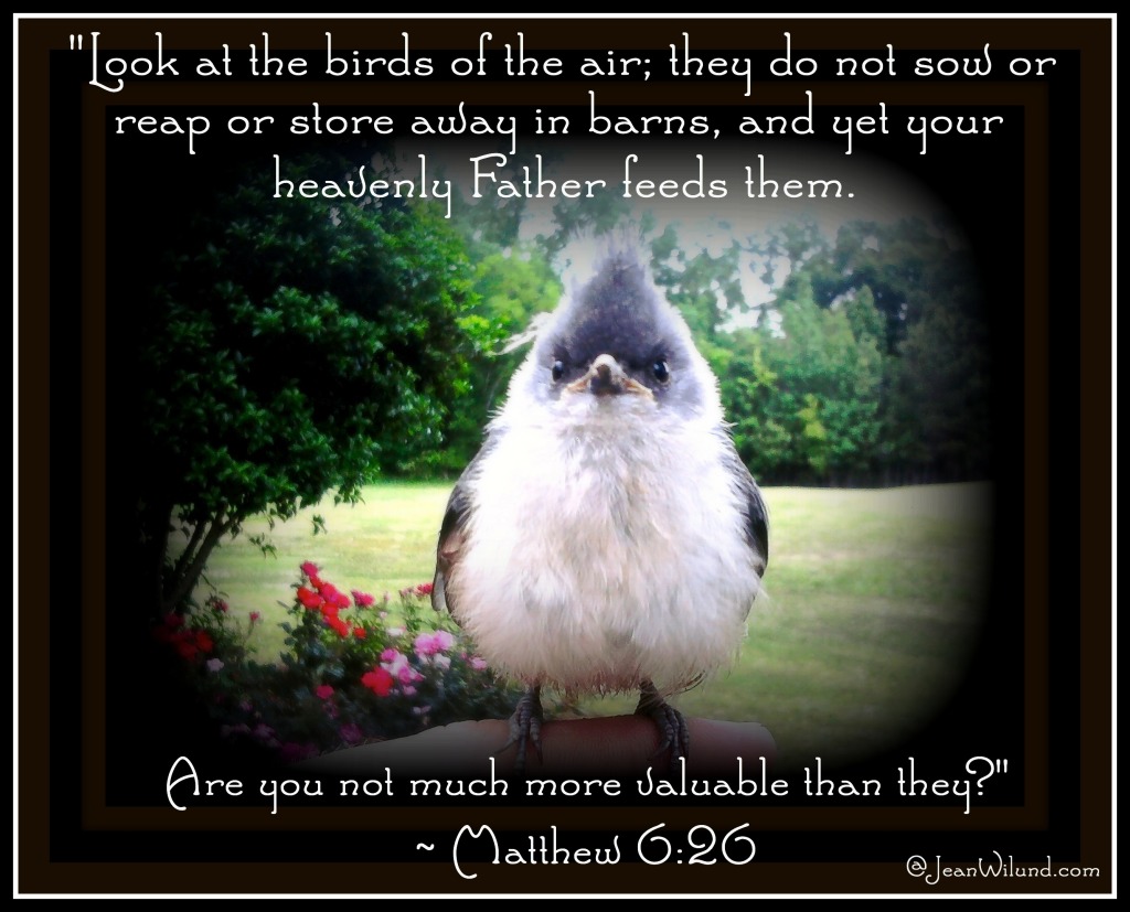 Need encouragement in hard times? "Look at the birds of the air!" Matthew 6:26