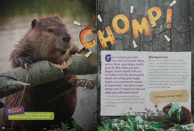 Chomp! Learn about animal teeth by Jean Wilund (Focus on the Family Clubhouse Jr)